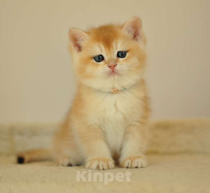 Кошки в Уфе: Британский котик окраса золотая шиншилла Мальчик, 40 000 руб. - фото 4