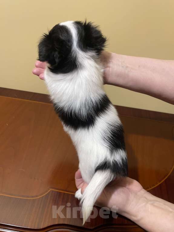 Собаки в других городах Московской области: Чихуахуа клубная девочка Девочка, 75 000 руб. - фото 4