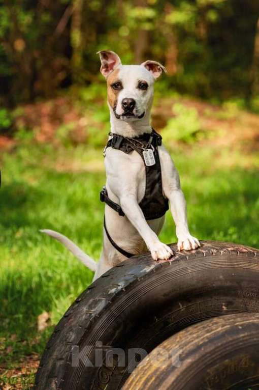 Собаки в Москве: Красивый пёс Дарий в добрые руки. Мальчик, Бесплатно - фото 3