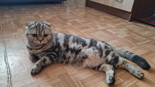 Отдам в добрые руки!
