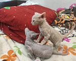 Кошки в Санкт-Петербурге: Донской сфинкс котята Разнополые, 20 000 руб. - фото 4