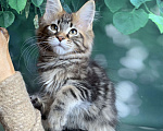 Кошки в Санкт-Петербурге: Котята мейн кун Мальчик, 50 000 руб. - фото 5