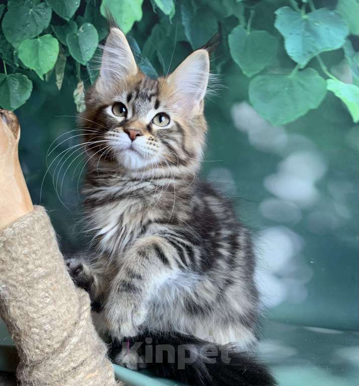 Кошки в Санкт-Петербурге: Котята мейн кун Мальчик, 50 000 руб. - фото 5