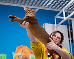 Кошки в Москве: Абиссинские шикарные котята Американского типа, 40 000 руб. - фото 7