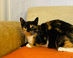 Кошки в Красном Холме: Ирма - яркая "трëхцветка", 33 руб. - фото 5