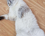 Кошки в Яранске: Шотландский кот вязка, 1 500 руб. - фото 4
