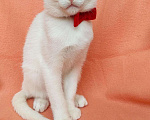 Кошки в Ливны: Ласковый мальчик без подшерстка Мальчик, 9 990 руб. - фото 1