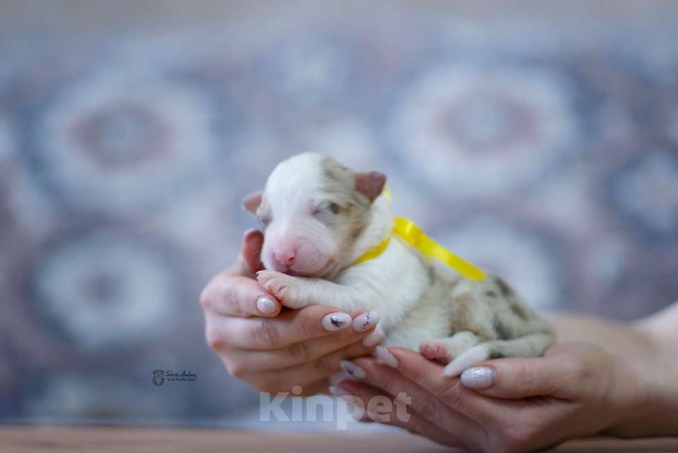 Собаки в Москве: Австралийская овчарка, аусси Девочка, Бесплатно - фото 1