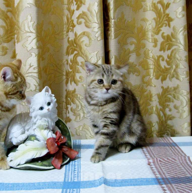 Кошки в Ставрополе: Котята с документами Мальчик, 10 000 руб. - фото 1