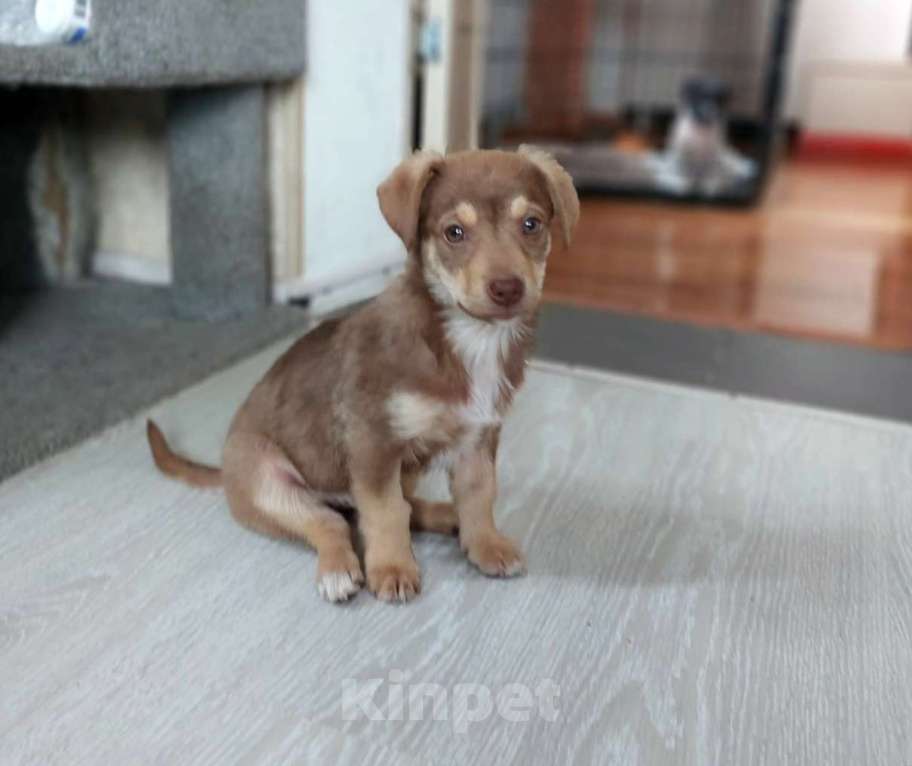 Собаки в Санкт-Петербурге: Очень красивый маленький щенок Девочка, Бесплатно - фото 2