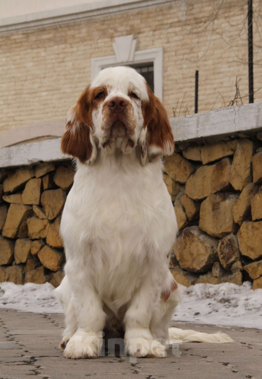 Собаки в Чите: щенки кламбер-спаниеля Разнополые, 75 000 руб. - фото 4
