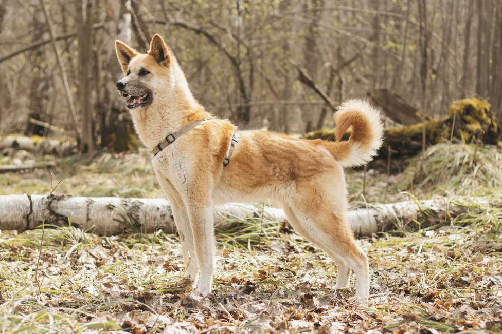Собаки в Москве: Метис акиты-ину в добрые руки Девочка, Бесплатно - фото 2