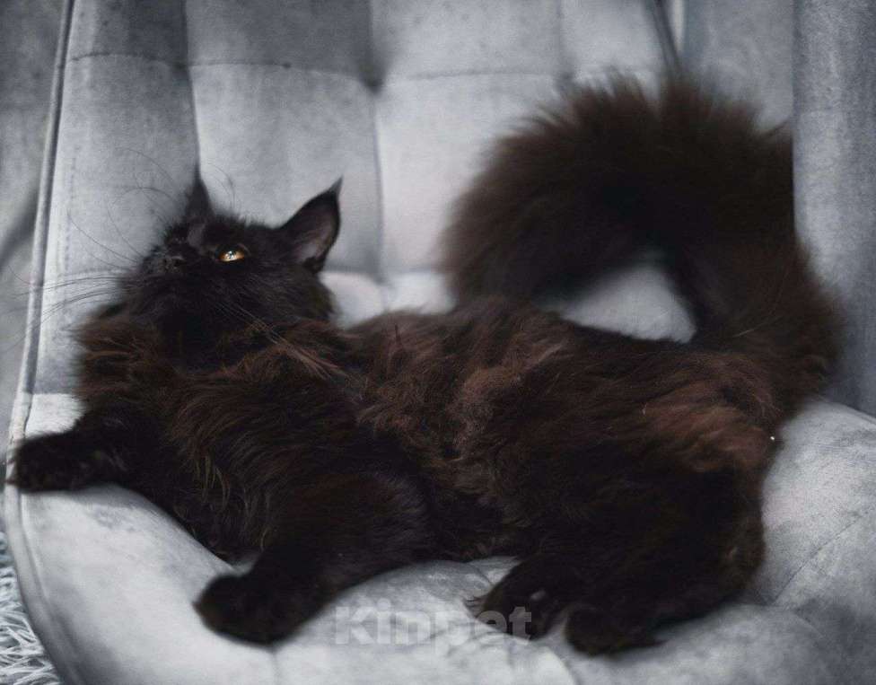 Кошки в Москве: Эксклюзивные котята мейн-кун  Девочка, 25 000 руб. - фото 9