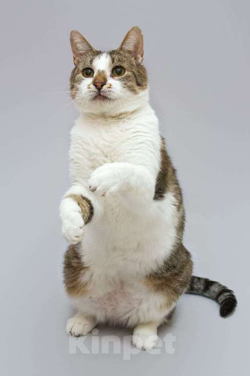 Кошки в Москве: Котик Барсик ищет доброе сердце. Мальчик, Бесплатно - фото 3