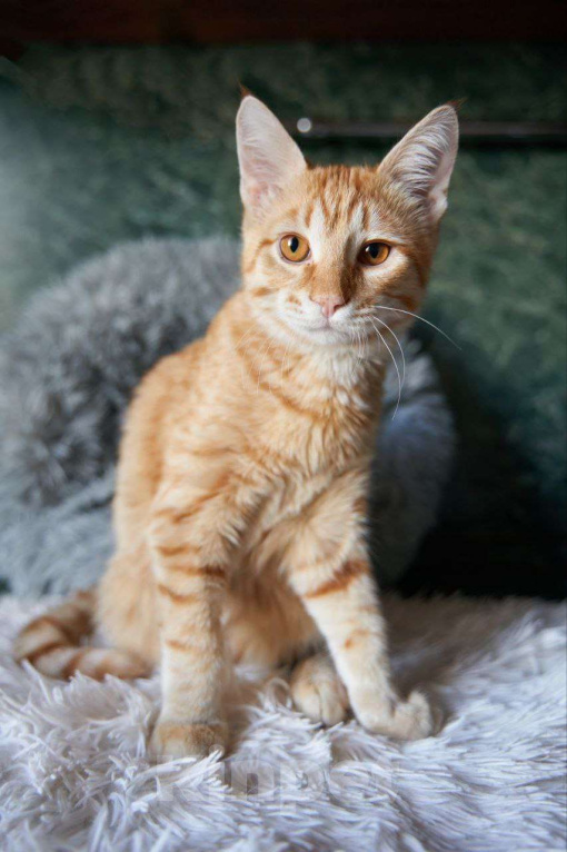 Кошки в Москве: Котенок в добрые руки Мальчик, Бесплатно - фото 7