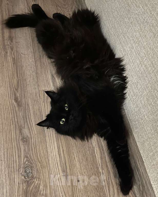 Кошки в Красноярске: В добрые руки новогоднее чудо-кошечку Девочка, Бесплатно - фото 3