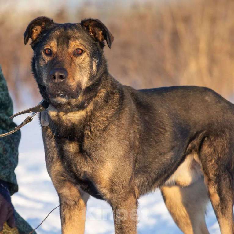 Собаки в Москве: Статный метис босерона Грей в добрые руки Мальчик, Бесплатно - фото 8