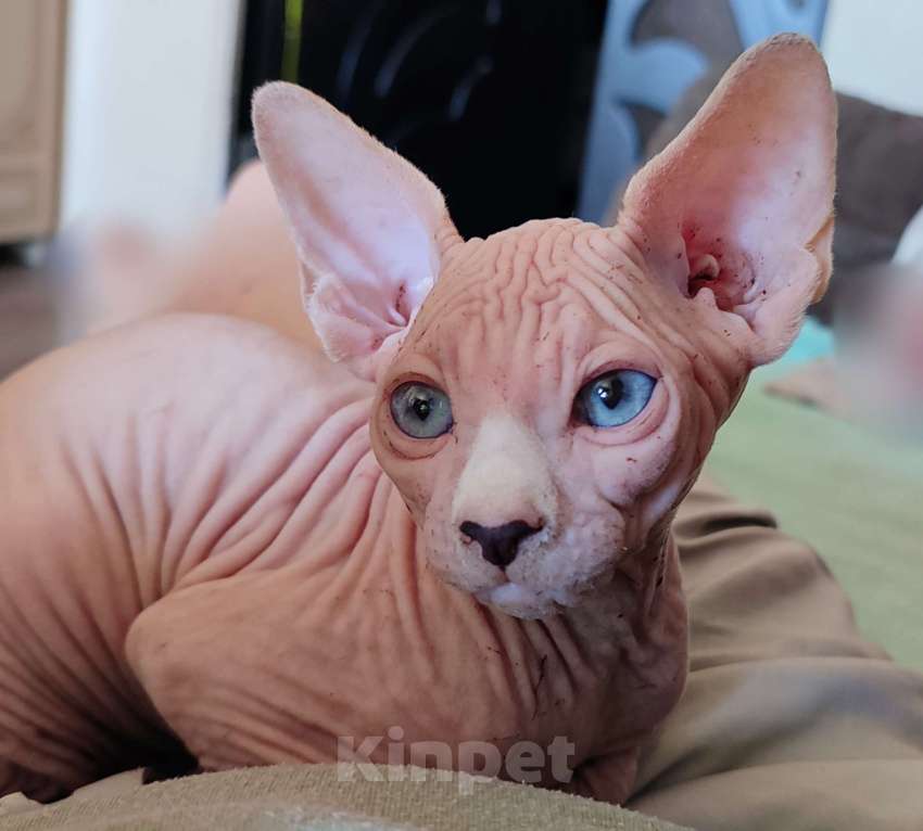 Кошки в других городах Краснодарского края: Канадский сфинкс, эльф страйт Мальчик, 25 000 руб. - фото 2