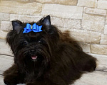 Собаки в Москве: Чёрный йорк девочка Девочка, 100 000 руб. - фото 6