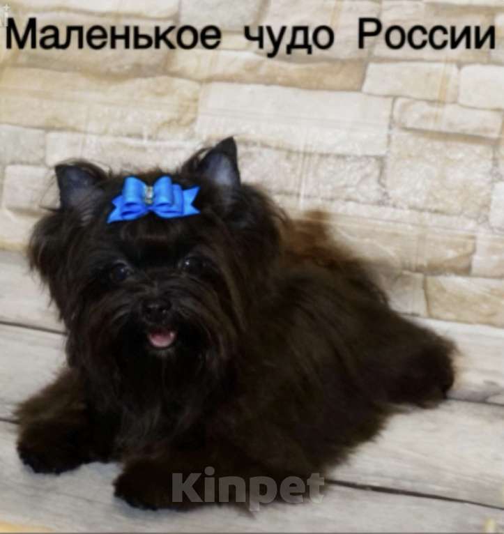 Собаки в Москве: Чёрный йорк девочка Девочка, 100 000 руб. - фото 6