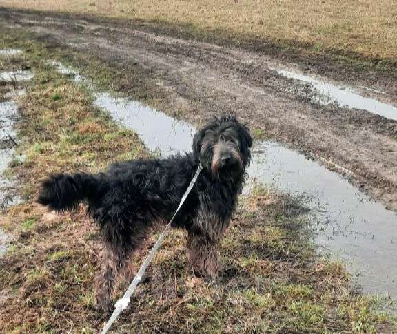 Собаки в Москве: Метис пуделя в добрые руки Девочка, Бесплатно - фото 1
