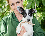 Собаки в Волоколамске: Маленькая собачка в добрый руки Девочка, Бесплатно - фото 6