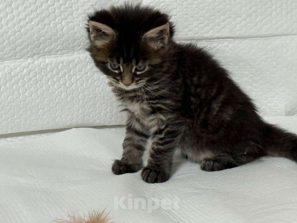 Кошки в Новосибирске: Красавица Девочка, 50 000 руб. - фото 3