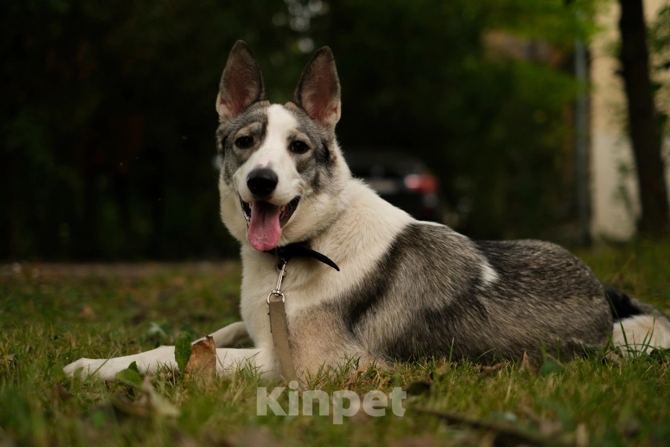 Собаки в Санкт-Петербурге: Рея из приюта в добрые руки Девочка, Бесплатно - фото 6
