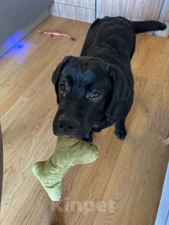 Собаки в Санкт-Петербурге: Лабрадор в добрые руки Мальчик, Бесплатно - фото 2