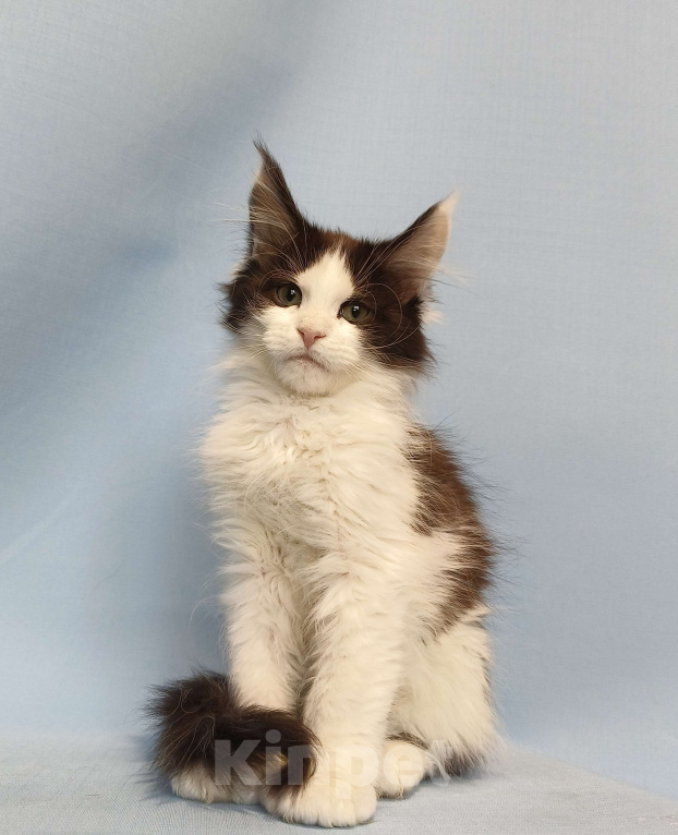 Кошки в Москве: Котёнок Мейн-Кун полидакт 6/6/6/6 Мальчик Мальчик, 90 000 руб. - фото 7