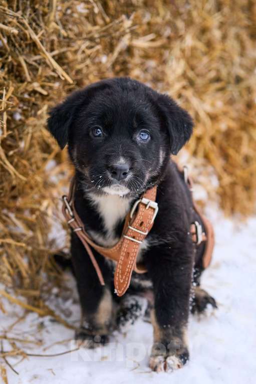 Собаки в Москве: щенок Одри ищет семью Девочка, Бесплатно - фото 6