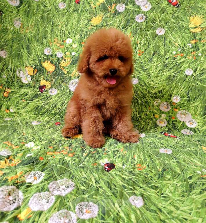 Собаки в Воронеже: Мальчик пудель Мальчик, 25 000 руб. - фото 2