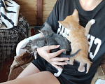 Кошки в Новокузнецке: Отдам котят в добрые руки Разнополые, Бесплатно - фото 4