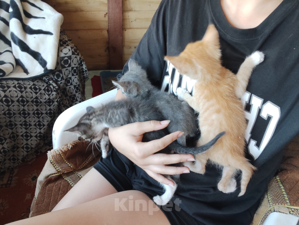 Кошки в Новокузнецке: Отдам котят в добрые руки Разнополые, Бесплатно - фото 4