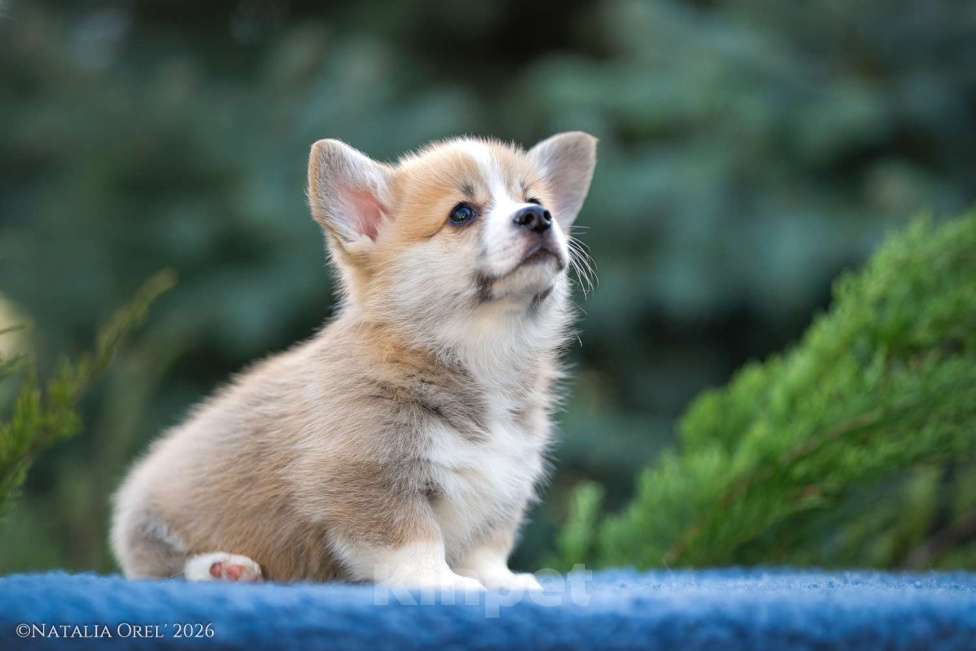 Собаки в Анапе: Племенной кобель вельш корги пемброк Мальчик, Бесплатно - фото 8