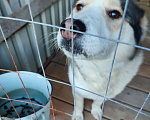 Собаки в Гатчине: Собака по имени Мия ищет добрые руки Девочка, Бесплатно - фото 2