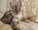 Кошки в Челябинске: Кошечка мейн кун Девочка, 50 000 руб. - фото 4