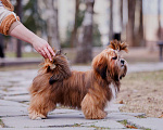 Собаки в Смоленске: Лхасский апсо щенки подрощенные кобели Мальчик, 40 000 руб. - фото 3