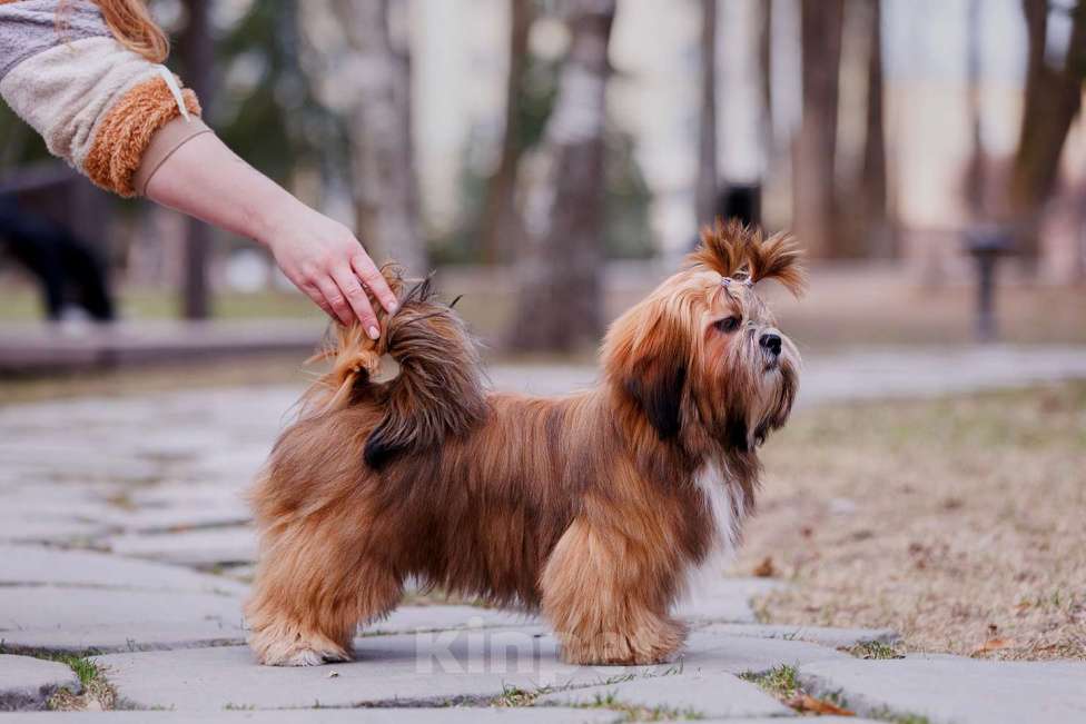 Собаки в Смоленске: Лхасский апсо щенки подрощенные кобели Мальчик, 40 000 руб. - фото 3