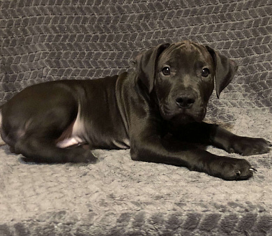 Щенок американского питбультерьера 