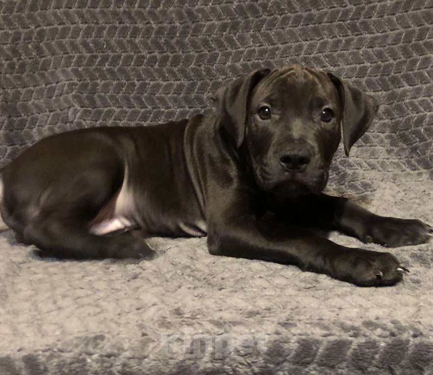 Собаки в Новосибирске: Щенок американского питбультерьера  Мальчик, 60 000 руб. - фото 1