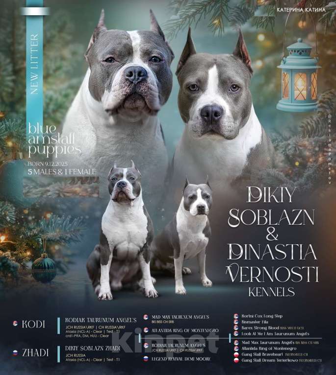 Собаки в Москве: Мальчики голубого с белым окраса Мальчик, 100 000 руб. - фото 1