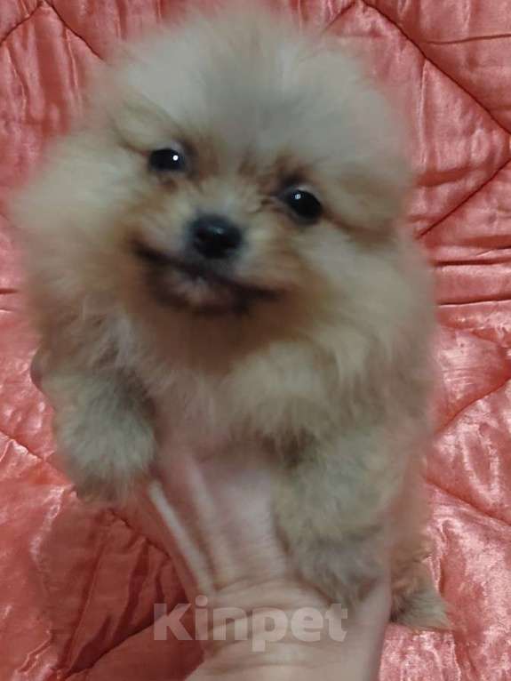 Собаки в Екатеринбурге: Миники Девочка, 50 000 руб. - фото 4