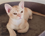 Кошки в Краснодаре: Котик европейской бурмы редкого окраса Мальчик, 30 000 руб. - фото 1