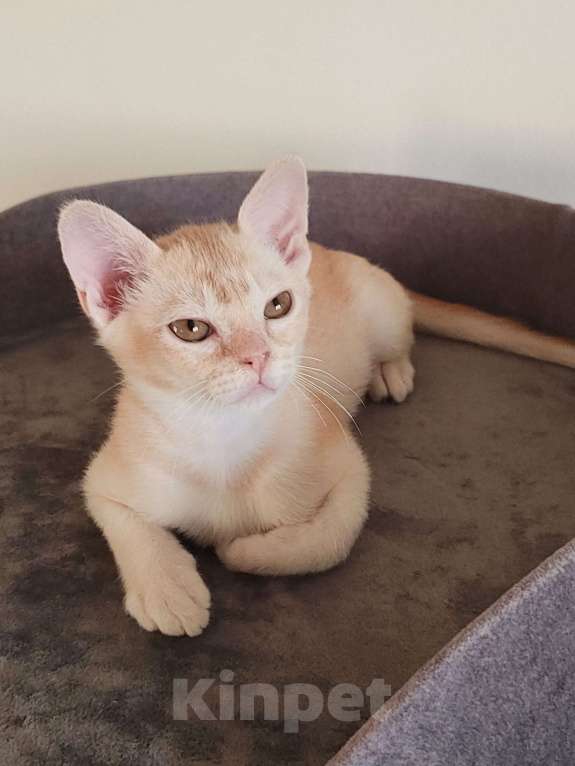 Кошки в Краснодаре: Котик европейской бурмы редкого окраса Мальчик, 30 000 руб. - фото 1