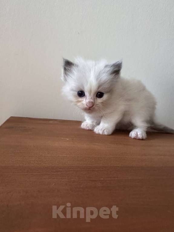 Кошки в Краснодаре: Регдолл сил биколор  Девочка, 20 000 руб. - фото 3