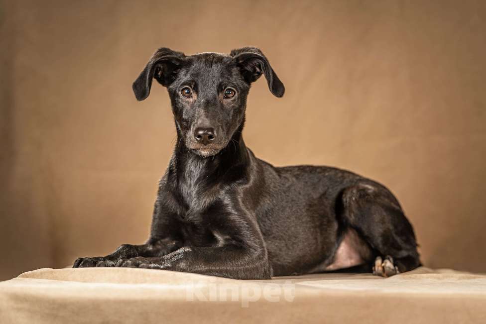 Собаки в Клине: Нокси — сообразительная собачка Девочка, Бесплатно - фото 5