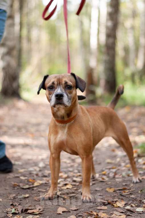 Собаки в Ногинске: Диночка - метис француза в поисках семьи Девочка, Бесплатно - фото 7