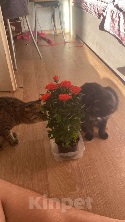 Кошки в Санкт-Петербурге: Две девочки сестрички кошечки Девочка, Бесплатно - фото 7