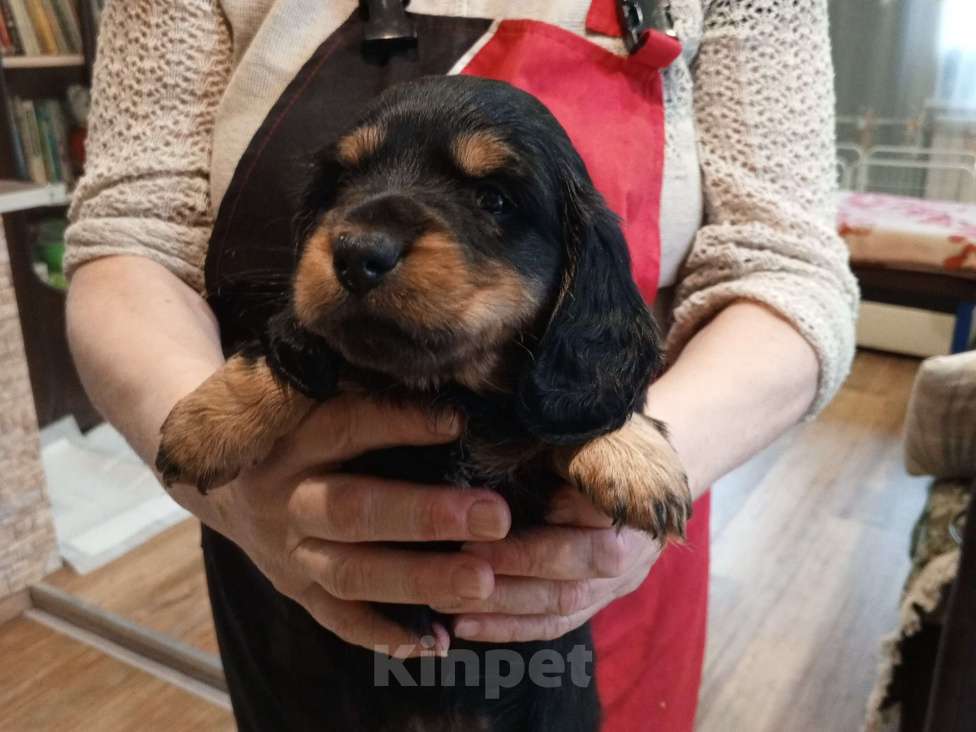 Собаки в Санкт-Петербурге: Такса карликовая длинношерстная девочка 1,5 мес. Девочка, 15 000 руб. - фото 6